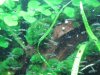 Hepsetus odoe spawning day 06 080.JPG
