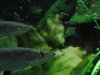 Hepsetus odoe spawning day 06 087.JPG