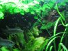 Hepsetus odoe spawning day 06 090.JPG