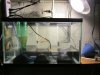 Hepsetus odoe spawning day 06 054.JPG