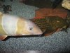 IMG_1805.JPG