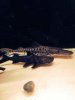 ImageUploadedByMonsterAquariaNetwork1425955889.236480.jpg