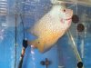 petsmart kamfa update 4.jpg