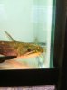 ImageUploadedByMonsterAquariaNetwork1426553163.800031.jpg ImageUploadedByMonsterAquariaNetwork1426553163.800031.jpg