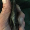 Mostly fish 017.JPG