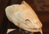 bowfin_skull_by_lexlothor-d6m9b85.jpg