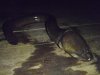 obscure%20swamp%20eel.jpg