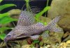 synodontis_eupterus CATFISH.jpg