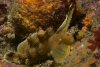 sailfin.jpg