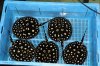 stingrays-for-sale.jpg