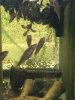 ImageUploadedByMonsterAquariaNetwork1427920333.789329.jpg