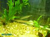 needle fish.JPG