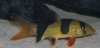 Clown Loach 1.JPG