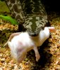 Tunnel Rat.jpg