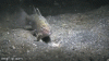 07-bobbit_worm.gif