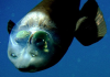 barreleye2.png