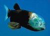 barrel-eye fish.jpg