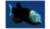445barreleye_6.png