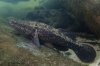MY MONSTER GIANT GUDGEON.jpg