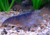 shrimp-philtrator-atya-gabonensis_6.jpg