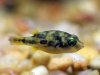 Dwarf Puffer.jpg