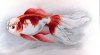 800px-Oranda_shishigashira_goldfish_plate.jpg