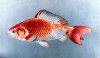 800px-Wakin_goldfish_plate.jpg