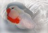 red-white-lionchu.jpg