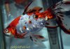 shubunkin-goldfish-5.jpg