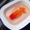 goldfish art2.jpg