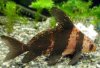 Chinese_high_fin_banded_shark2.jpg