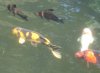 2_sharks_a.jpg