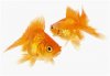 fish one.jpg
