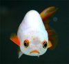 fish3.jpg