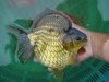 fish2.jpg