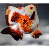 fish4.jpg