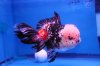 fish2.jpg