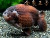 0f611b80ba2b09d2303cec246ea726f6.jpg