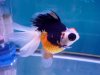 GoldFish9.jpg