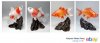 GoldFish9.jpg