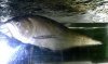 arw-arw_black-arowana_100120_150518aq.jpg