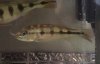 mystery cichla 3.jpg