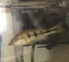Mystery Cichla 4.jpg