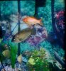 fish 1.jpg