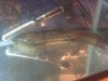 ImageUploadedByMonsterAquariaNetwork1430408405.314480.jpg ImageUploadedByMonsterAquariaNetwork1430408405.314480.jpg
