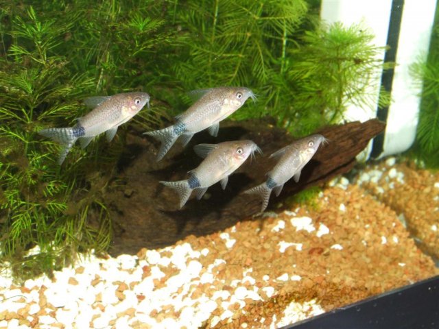 corys2%20%28Large%29.jpg