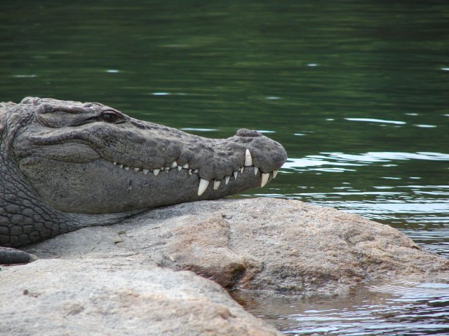 DSC01468.JPG