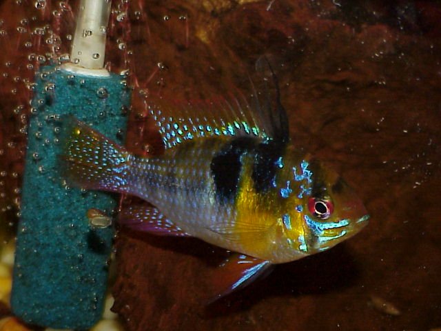 Blue Ram Magnificant Male.JPG