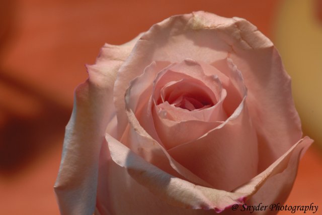 flower 3 copy.jpg