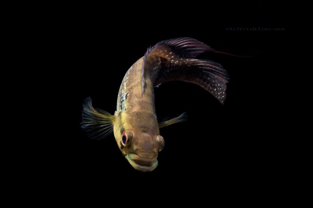 crenicichla_sp._guyana_(4).jpg